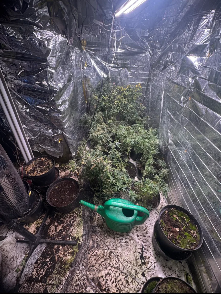 Zlikwidowana nielegalna plantacja konopi w Bielsku-Białej