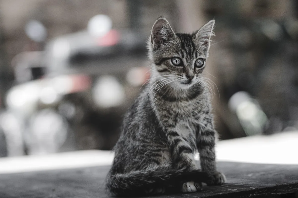 Miejskie Schronisko dla Bezdomnych Zwierząt apeluje o adopcję kotów