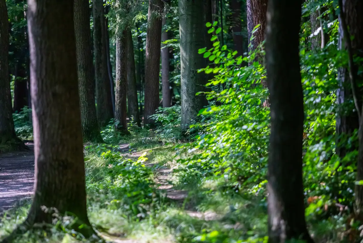 Rozpoczęła się geoankieta dotycząca lasów społecznych w regionie Bielska-Białej